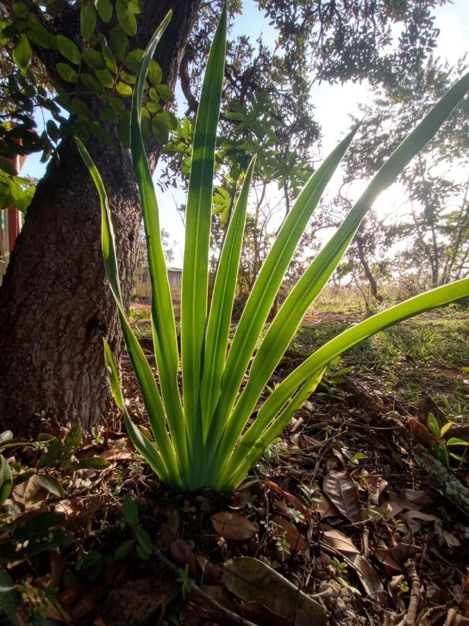 Chalé aconchegante, pertinho da cidade e conectada a natureza Brasilia Esterno foto
